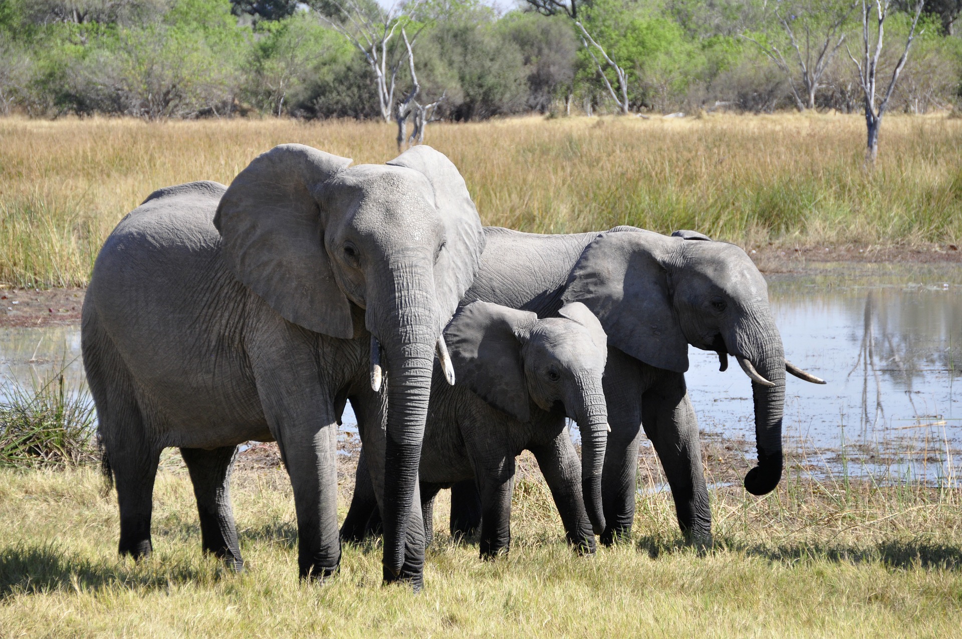 Drei Elefanten unterschiedlicher Größe vor einem Tümpel im Okavango Delta.