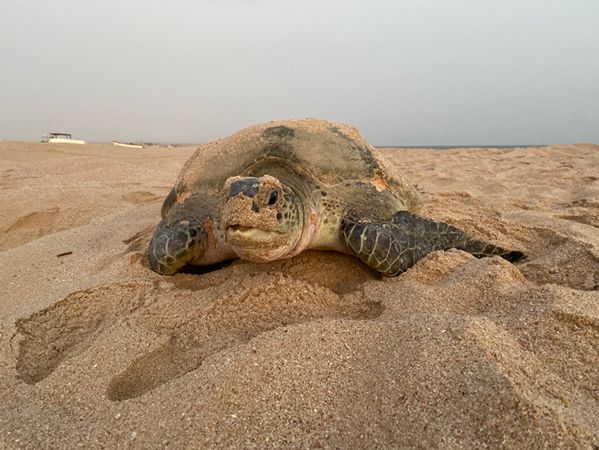 Frontalaufnahme einer großen Schildkröte im Sand.
