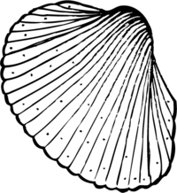 Eine Muschel (Illustration)