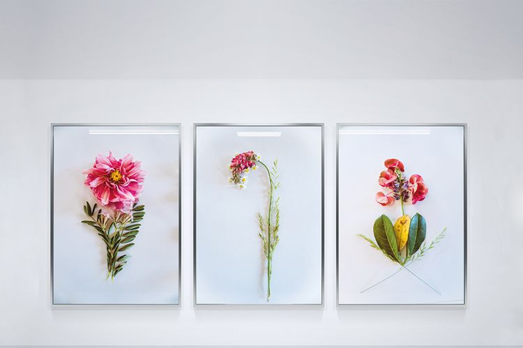 Frontalansicht auf eine Betonwand. In der rechten Bildhälfte hängen drei großformatike Rahmen. In den Rahmen sind jeweils die Fotos von Detailaufnahmen von Pflanzen mit einer roten Blüte zu sehen.