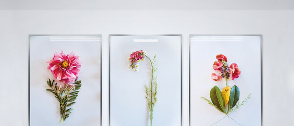 Frontalansicht auf eine Betonwand. In der rechten Bildhälfte hängen drei großformatike Rahmen. In den Rahmen sind jeweils die Fotos von Detailaufnahmen von Pflanzen mit einer roten Blüte zu sehen.