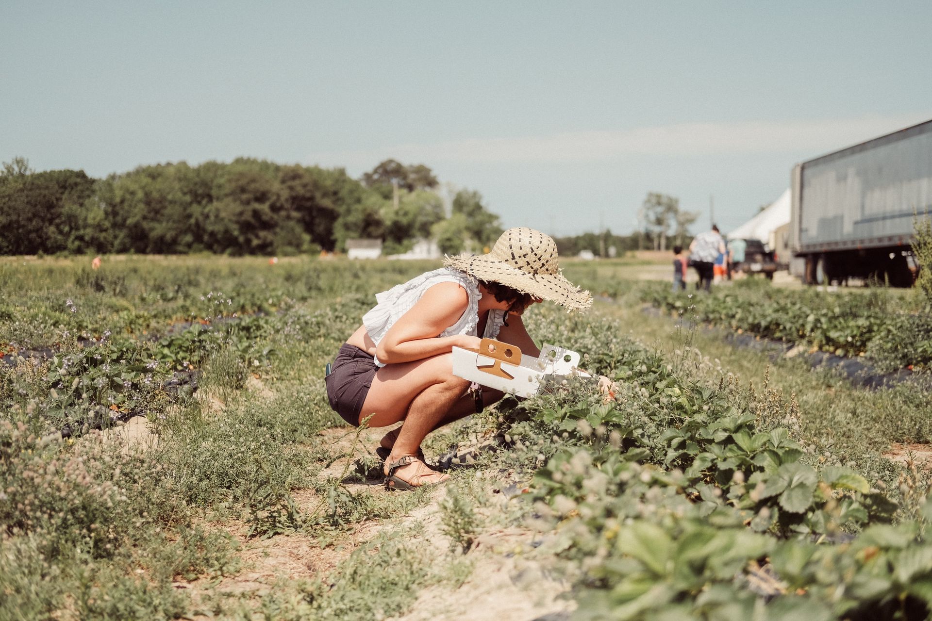 Eine Frau mit Strohhut in der Hocke auf einem Erdbeerfeld. Sie hält eine kleine Kiste in der Hand und greift mit der anderen in die Erdebeerpflanzen.