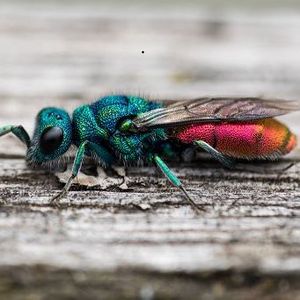 bunte Fliege