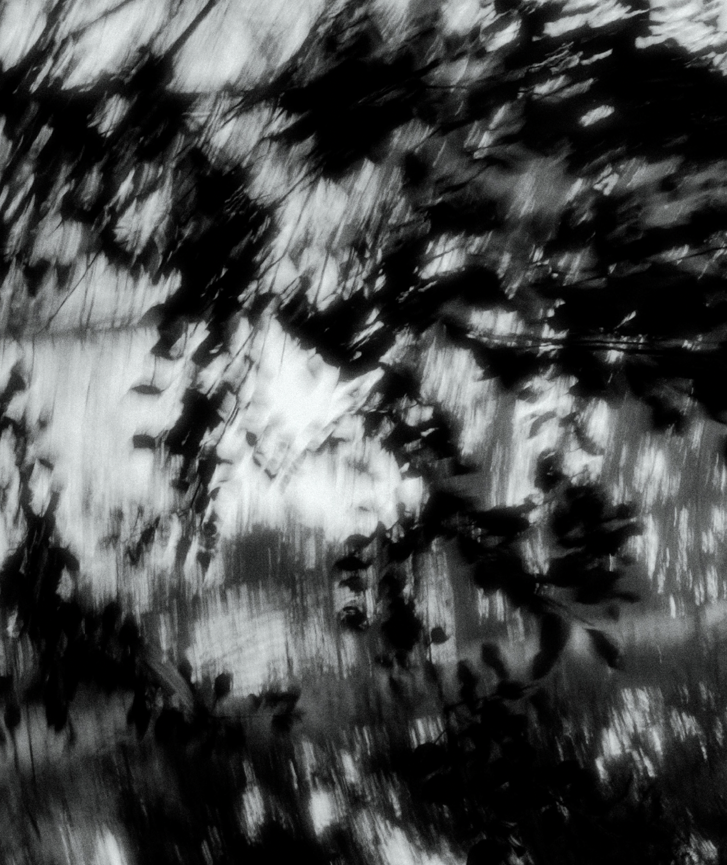 Schwarz-weiß Bild, auf dem Licht durch Blätter fällt; leichte Unschärfe