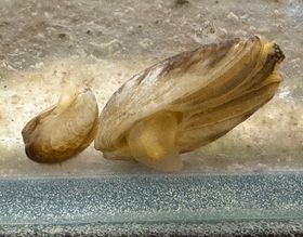 Zwei Quagga-Muscheln im Wasser