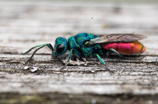 bunte Fliege