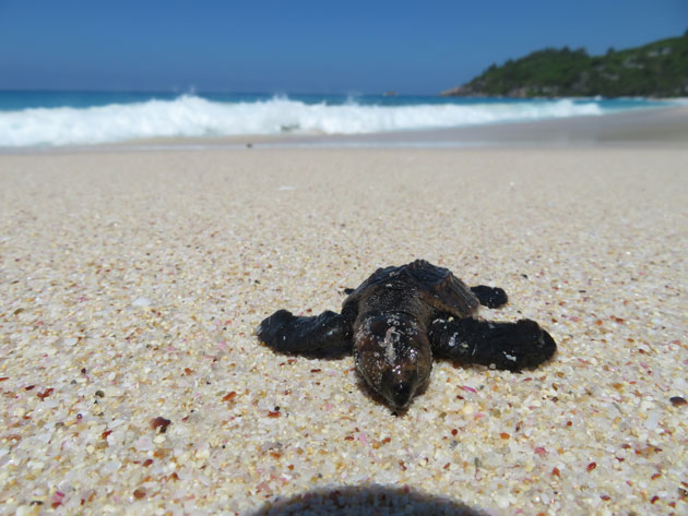 Eine Babyschildkröte kriecht auf feinem hellbraunem Sand auf den Fotografen zu. Im Hintergrund ist die Gischt von Meerwasser zu sehen.