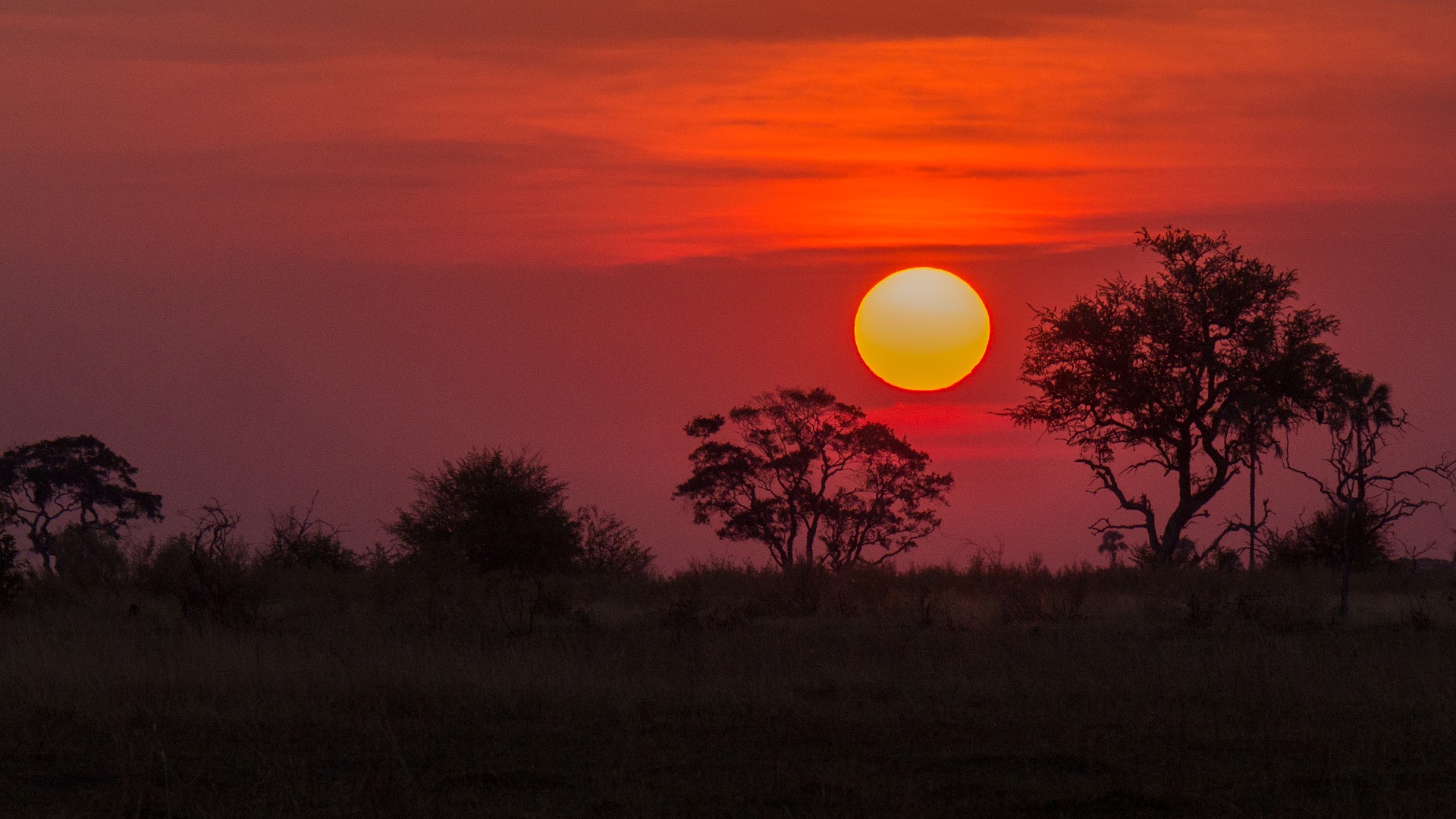 Sonnenuntergang im Okavango Delta: Im Vordergrund ist eine Wiese zu sehen, an deren Rand Bäume wie Schatten zu sehen sind. Hinter ihnen geht die Sonne vor einem rotgefärbten Himmel unter.